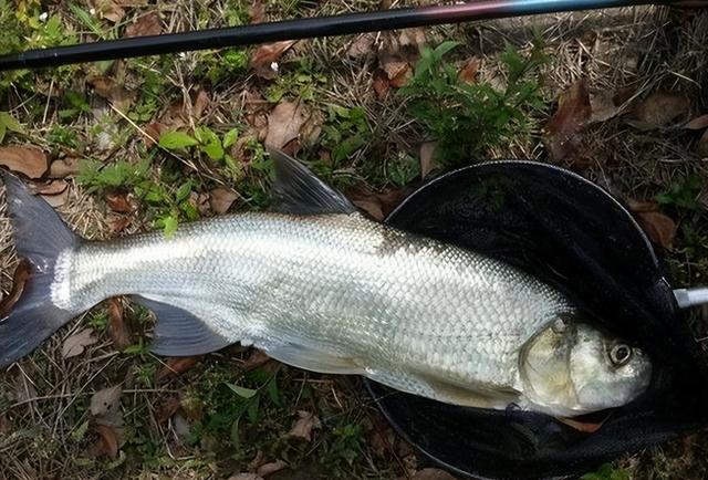 釣魚夏季用什么小藥_釣魚夏季用什么味型的魚餌_夏季釣魚