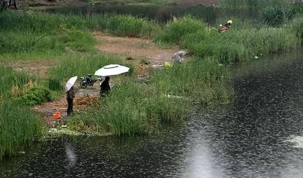 釣魚夏季釣照顧還是腥_釣魚夏季用什么味型的魚餌_夏季釣魚