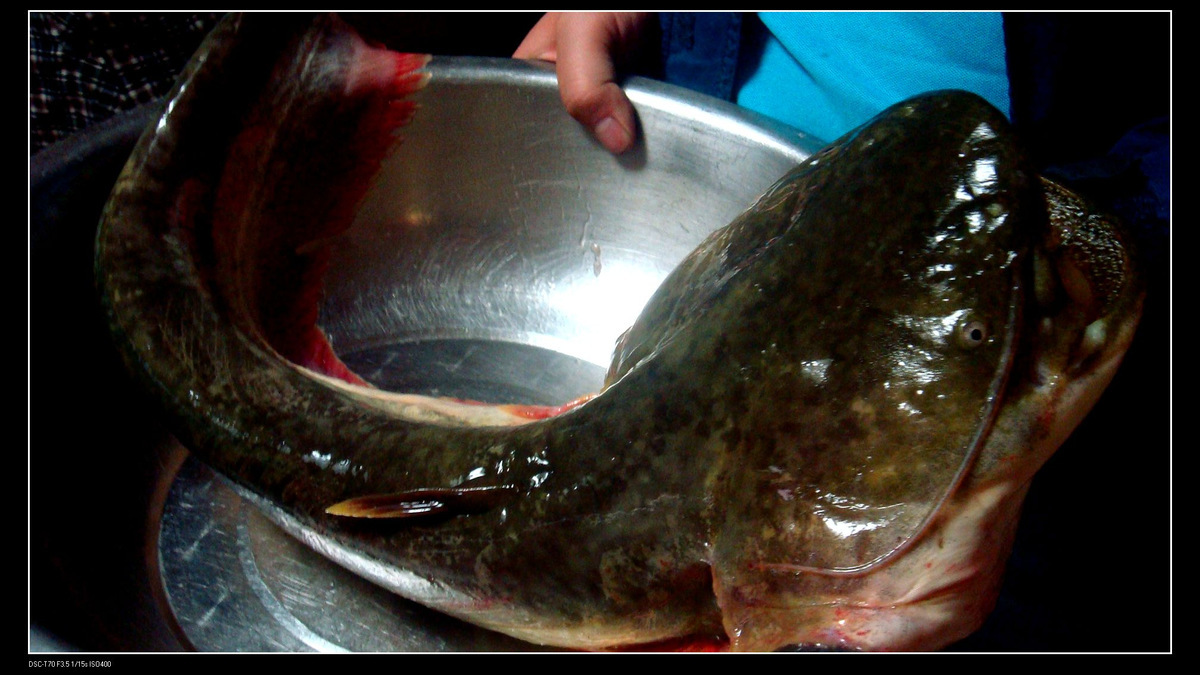 鯰魚白色_白化鯰魚_鯰魚白化病怎么治療