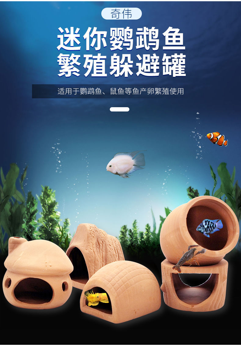 繁殖孔雀魚喂烏龜_繁殖孔雀魚掙錢嗎_孔雀魚的繁殖