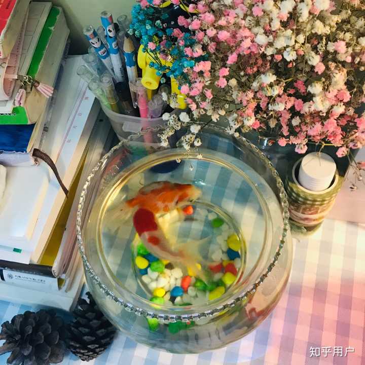 繁殖孔雀魚喂烏龜_孔雀魚的繁殖_繁殖孔雀魚掙錢嗎
