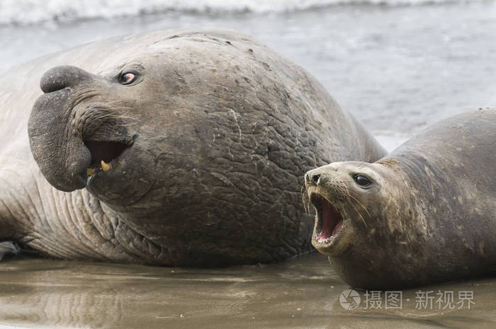 海象吃什么_吃海象魚_吃海象肉犯法嗎