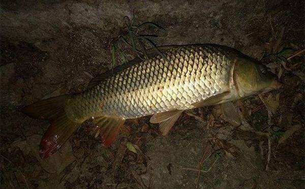 野釣鯉魚_鯉魚野釣餌料配方大全_鯉魚野釣圖片