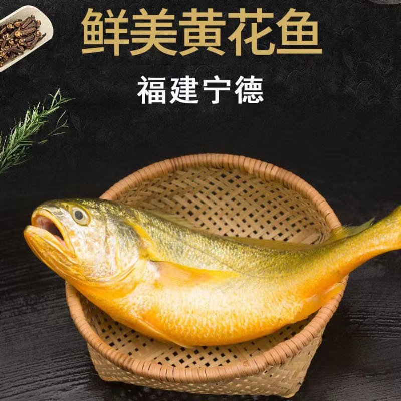黃魚鲞是黃魚嗎_黃魚多少錢一斤_錢黃魚是國家保護動物嗎