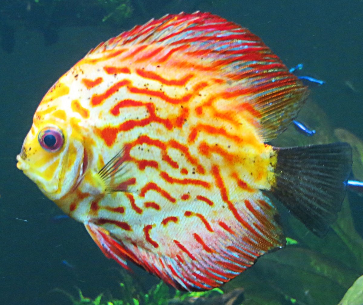 神仙七彩魚好不好養_七彩神仙_神仙七彩魚搭配什么魚