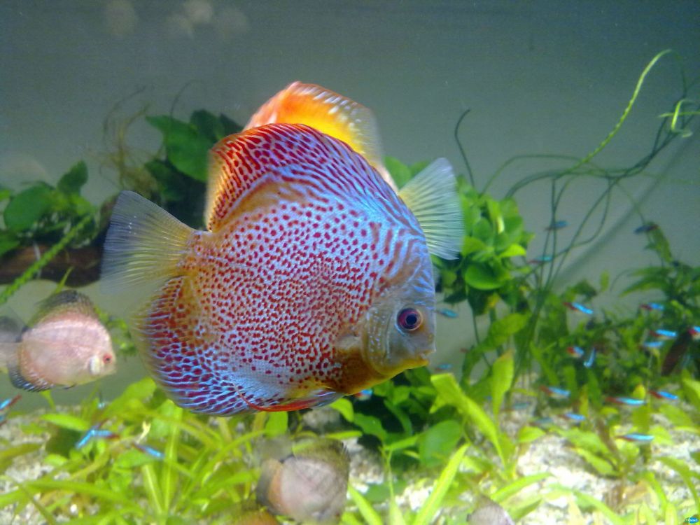 神仙七彩魚好不好養_神仙七彩魚搭配什么魚_七彩神仙