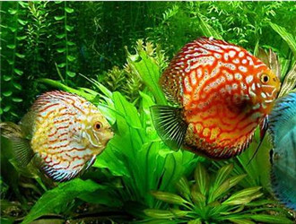 七彩神仙_神仙七彩魚搭配什么魚_神仙七彩魚好不好養