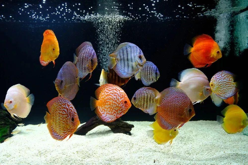 神仙七彩魚搭配什么魚_七彩神仙_神仙七彩魚圖片