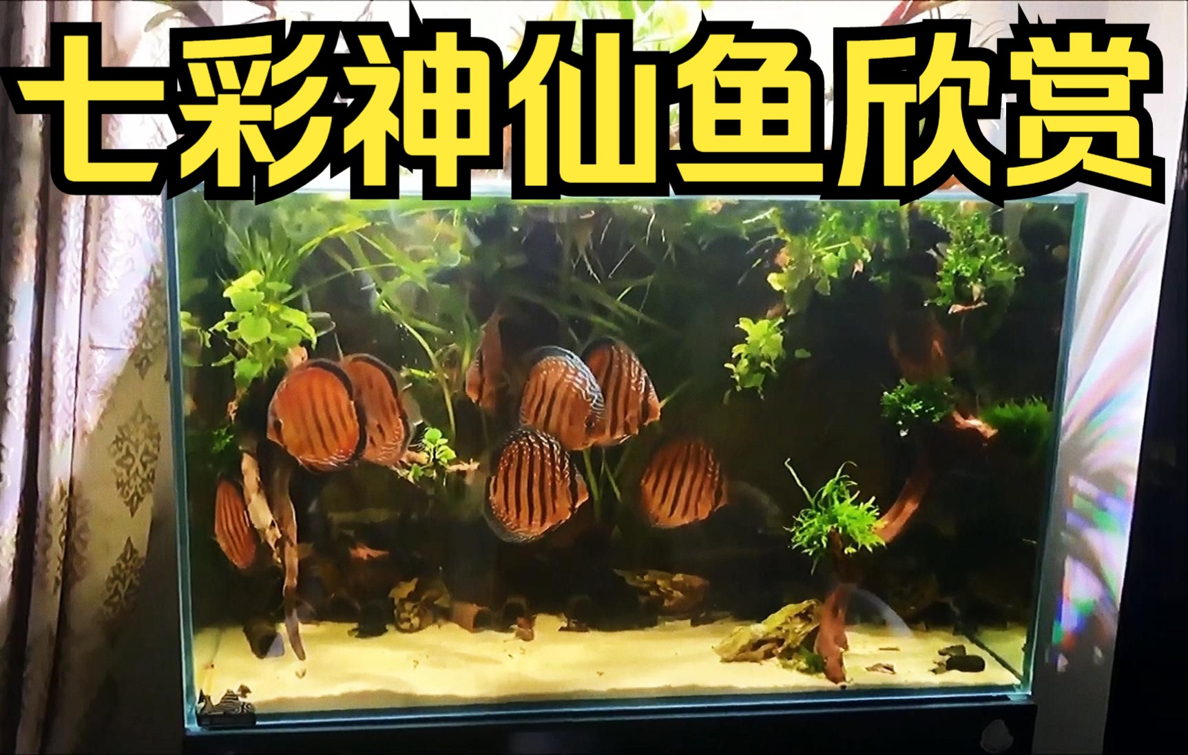 神仙七彩魚圖片_七彩神仙_神仙七彩魚搭配什么魚