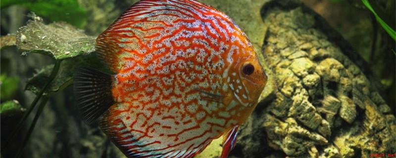 神仙七彩魚好不好養_神仙七彩魚壽命是多少_七彩神仙
