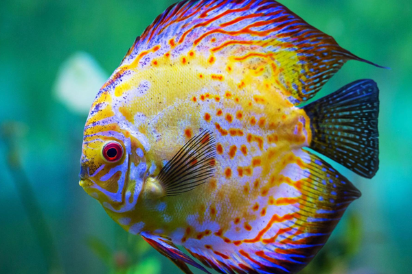 神仙七彩魚圖片_神仙七彩魚_七彩神仙