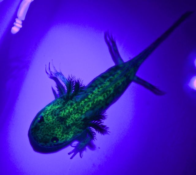恐龍六角魚_六角恐龍_恐龍六角魚怎么養