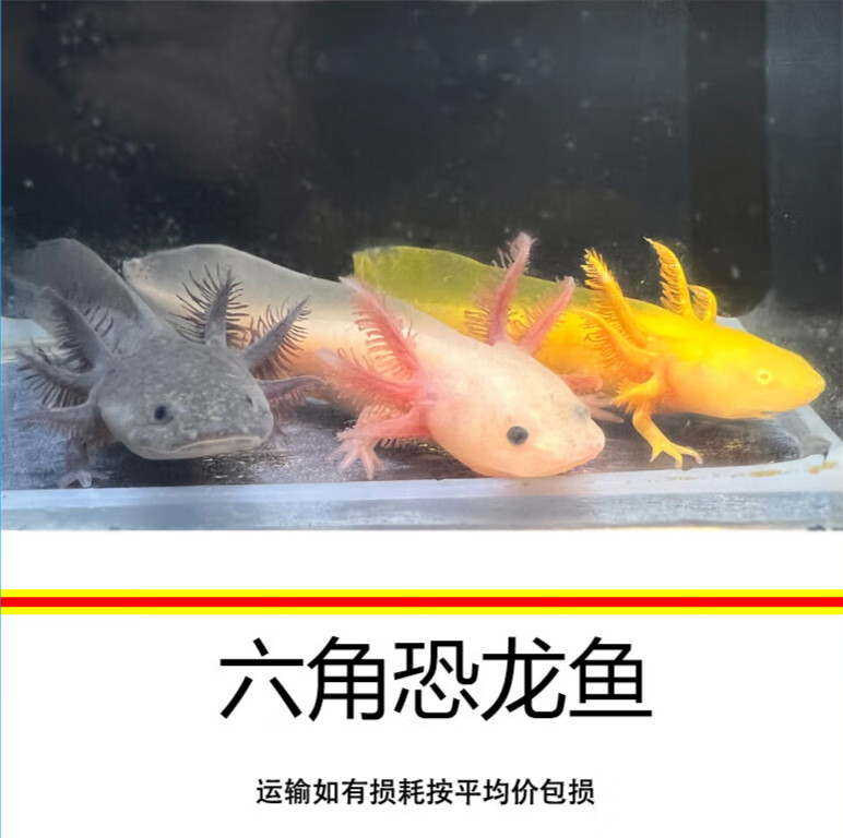 六角恐龍_恐龍六角魚怎么養_恐龍六角魚