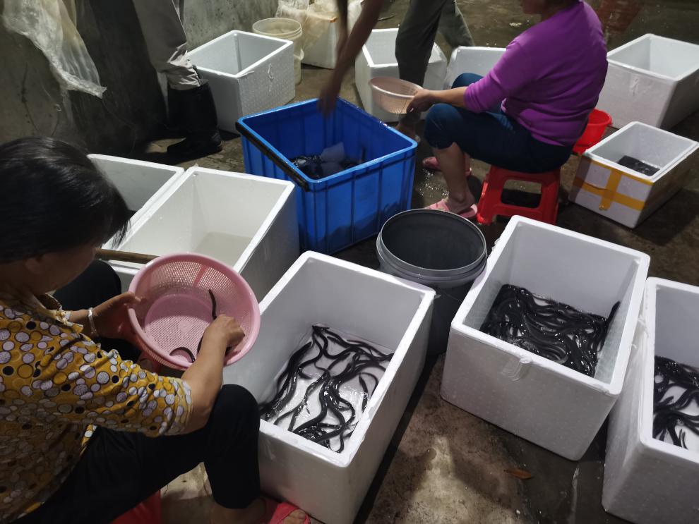 養殖黃鱔喂什么飼料_養殖黃鱔的技術與資料_養殖黃鱔