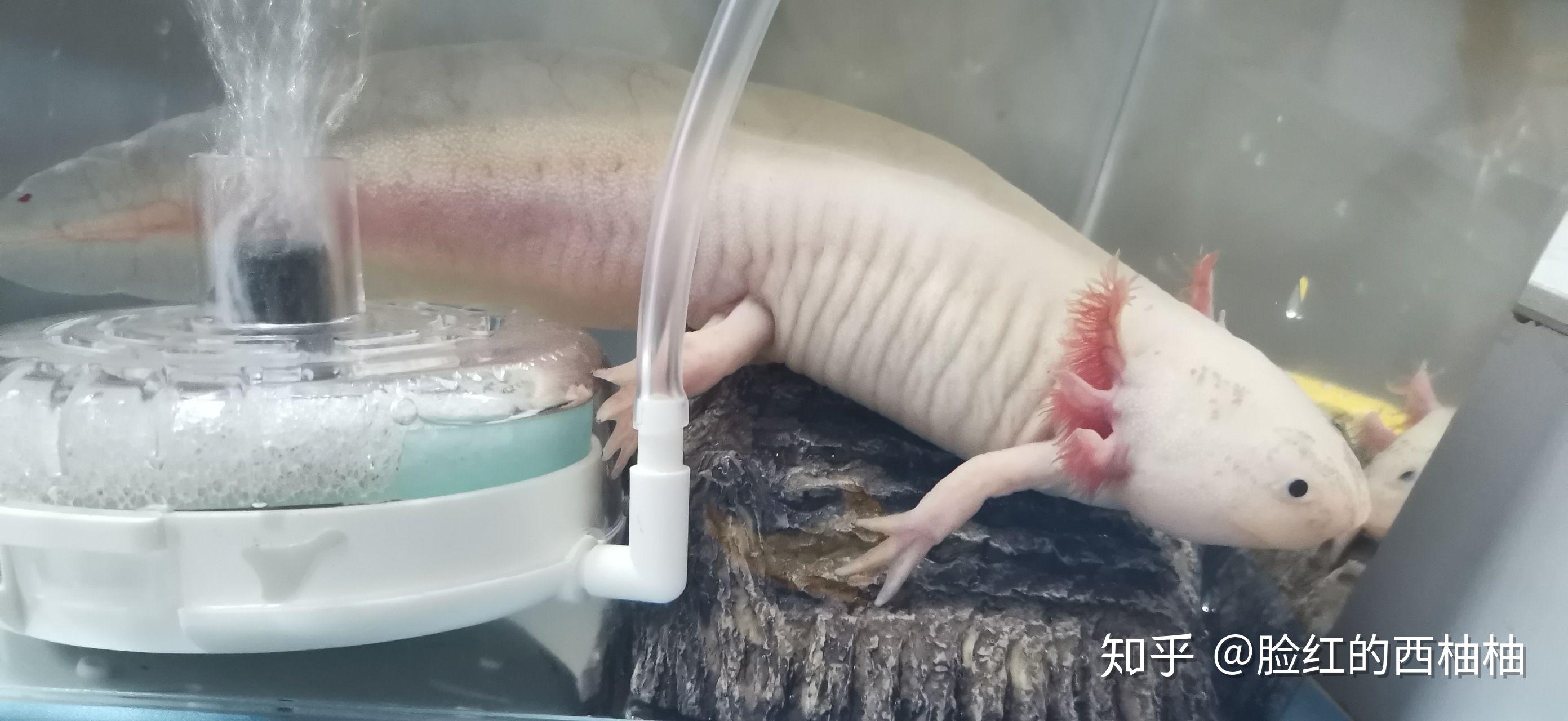慈世堂：六角恐龍魚的水體環境有哪些？