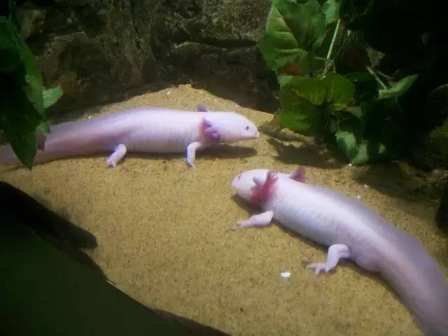 恐龍六角魚最大可以長多大_恐龍六角魚怎么養_六角恐龍