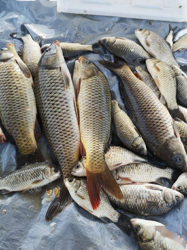 水庫釣大魚用什么餌_水庫釣大魚_釣水庫大魚用什么樣的魚竿
