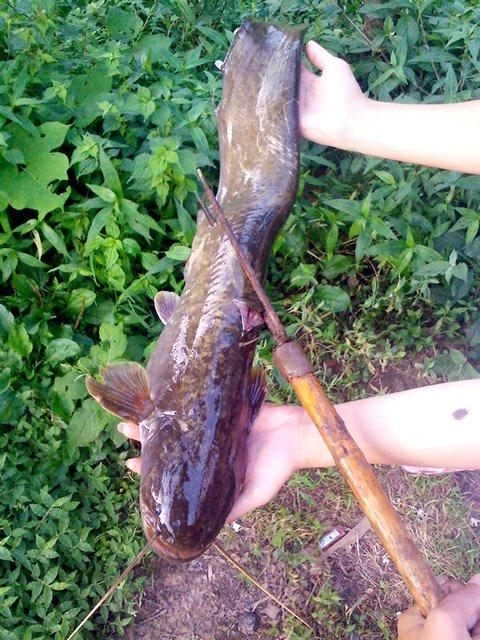長江魚回游產卵_長江魚回來了嗎_長江回魚