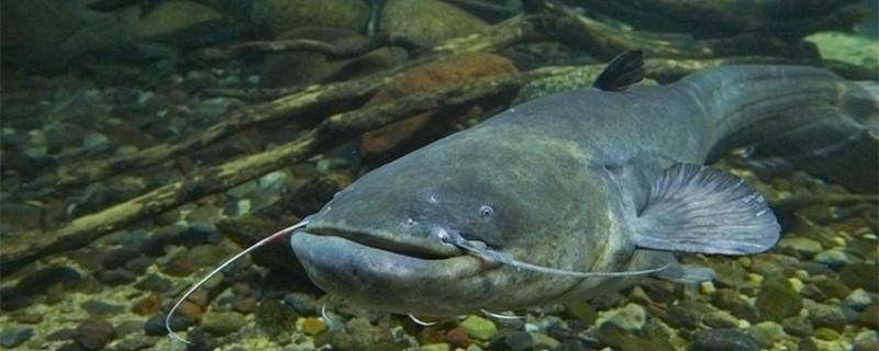 長江魚回來了嗎_長江魚回游產卵_長江回魚