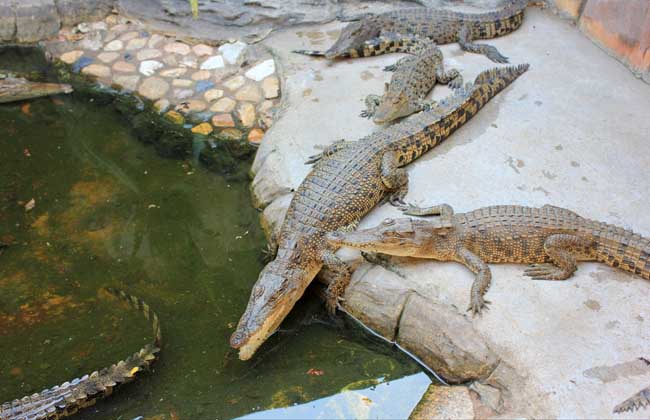 鱷魚可以隨便吃嗎_鱷魚可以吃嗎_鱷魚能不能吃會不會犯法