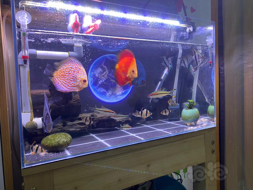 神仙七彩魚售價多少錢一對_七彩神仙魚價格_神仙七彩魚價格表