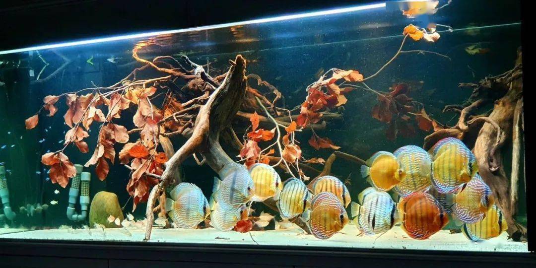 七彩神仙魚價格_神仙七彩魚售價多少錢一對_神仙七彩魚價格表