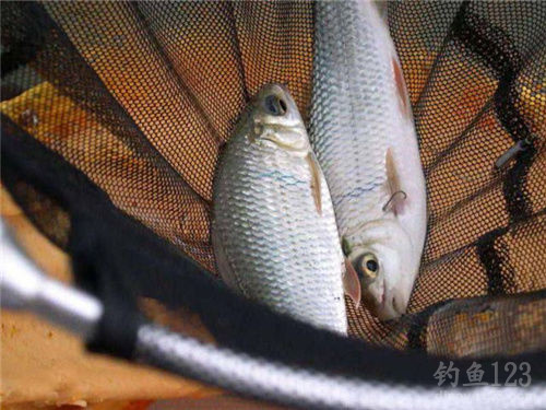 臺釣教程_臺釣技巧_臺釣方法視頻教程