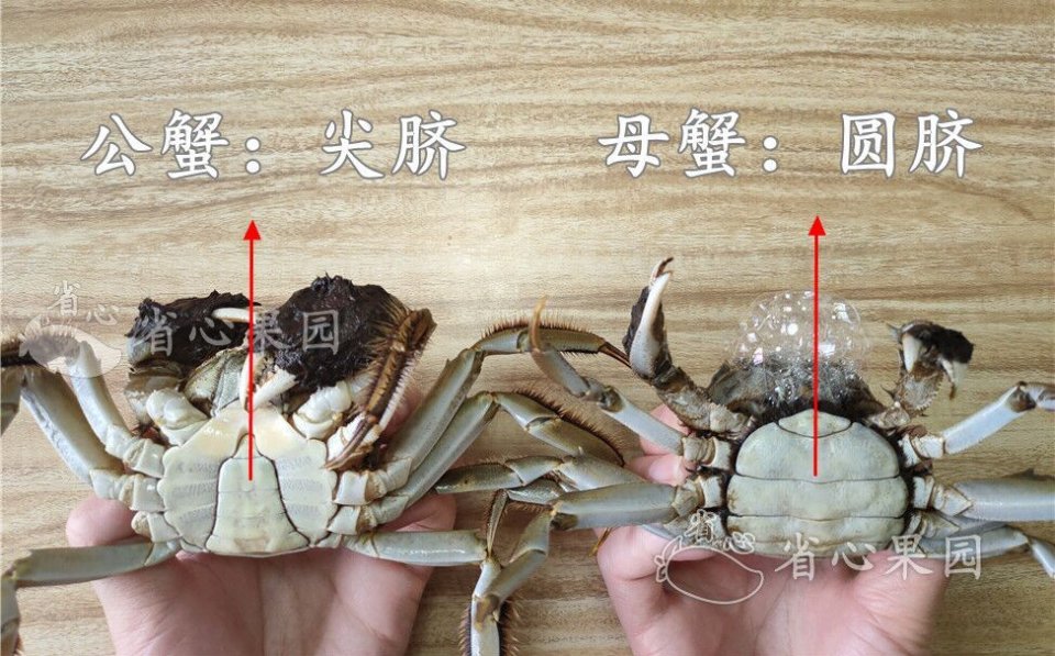 興化大閘蟹多少錢一斤_興化大閘蟹_大閘蟹興化中莊鎮