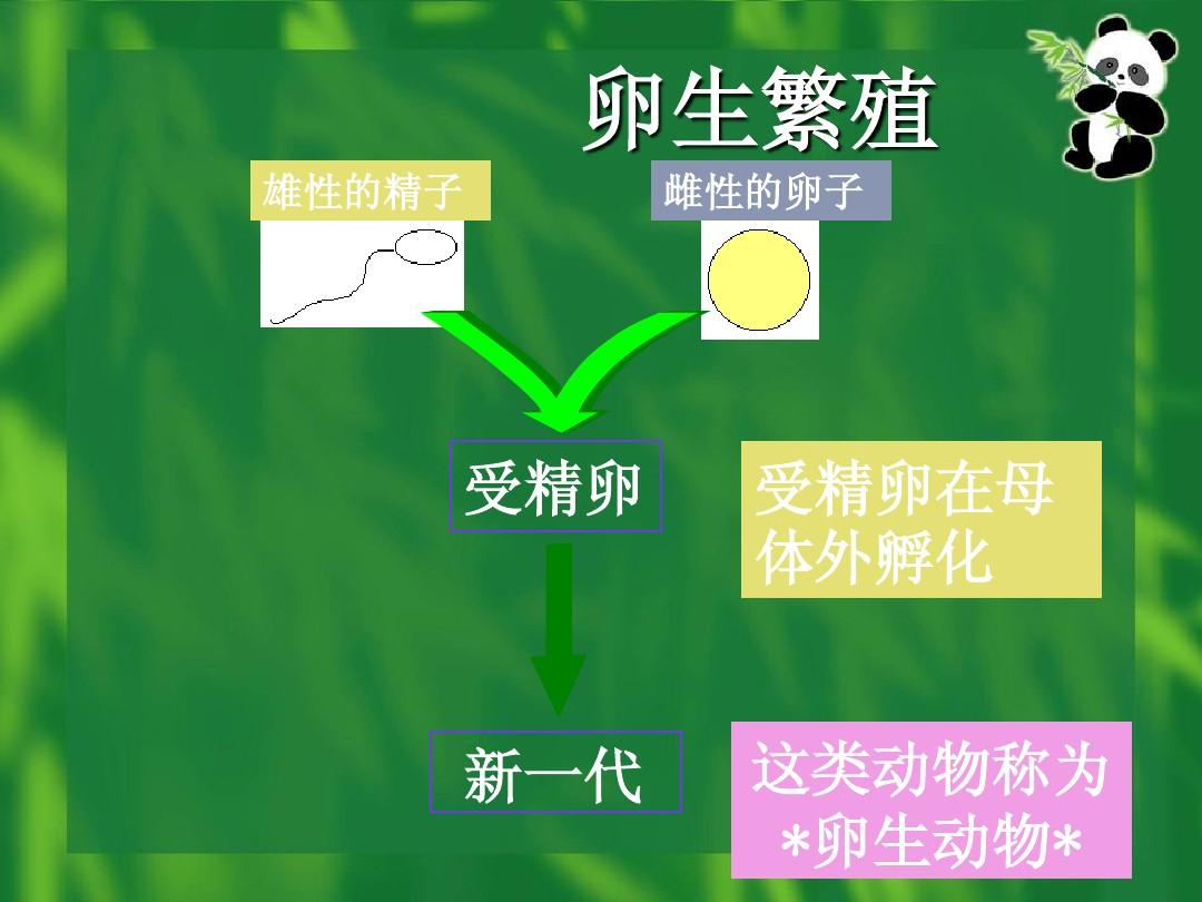 斑馬魚繁殖 波奇網誠征：斑馬魚繁殖之前會有那些征兆