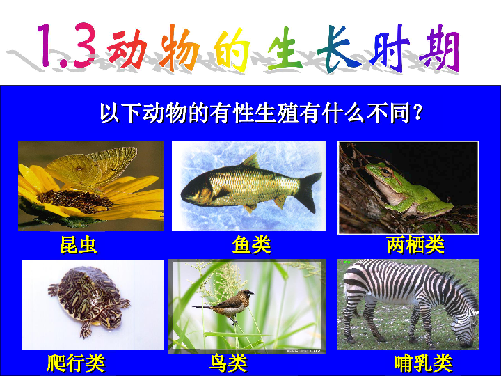 繁殖斑馬魚用哪種繁殖盒_斑馬魚繁殖_繁殖斑馬魚需要雌雄隔離多久