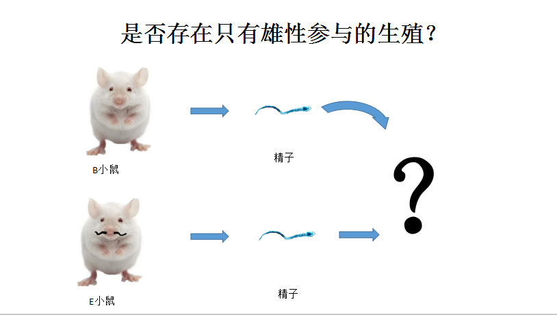 繁殖斑馬魚需要雌雄隔離多久_斑馬魚繁殖_繁殖斑馬魚用哪種繁殖盒