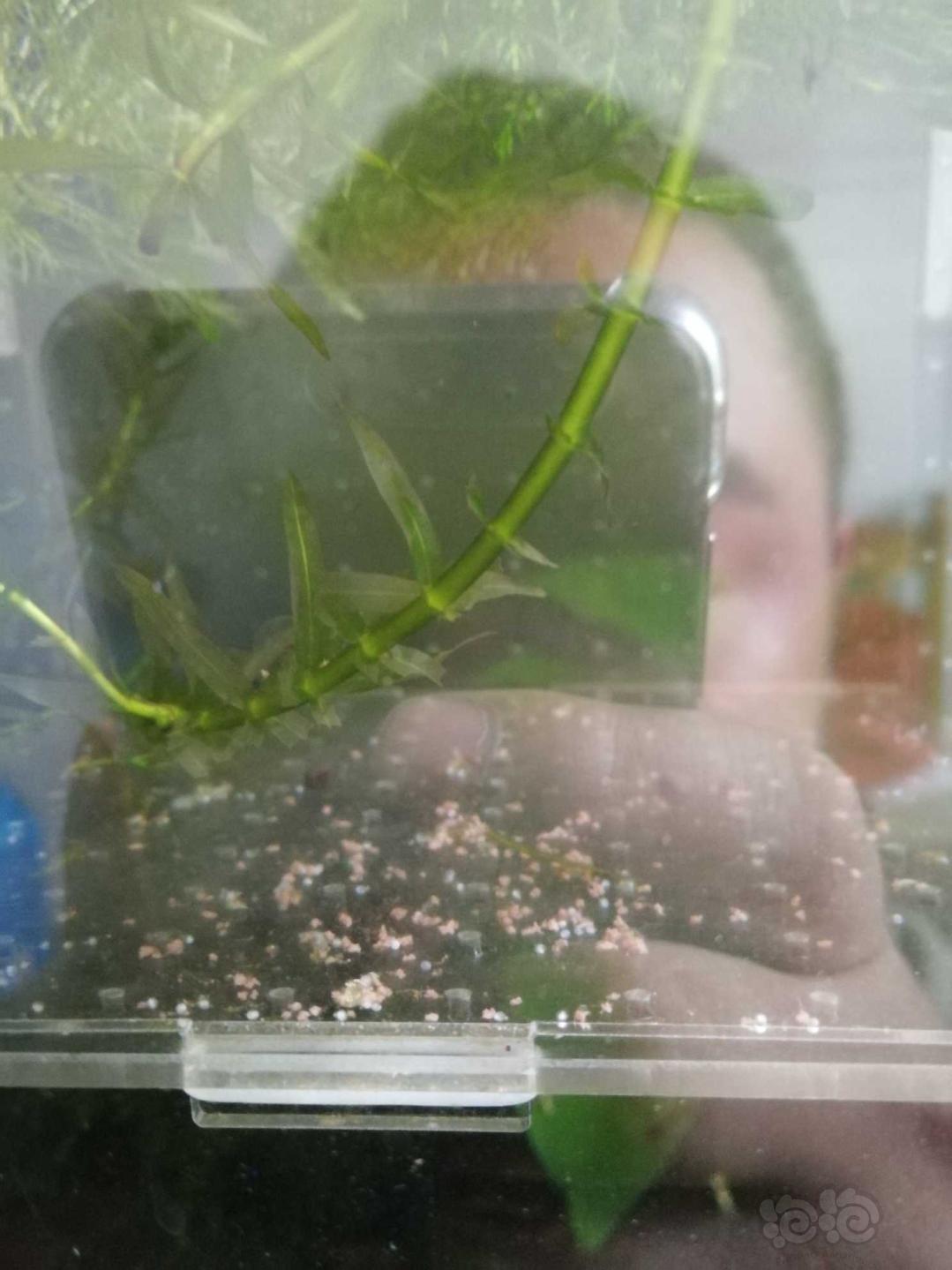 斑馬魚繁殖期怎么樣？繁殖有什么好處？？