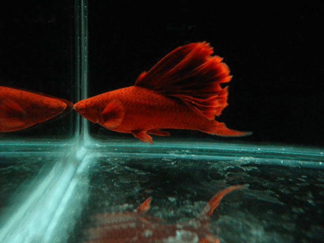高旗紅箭魚多高的水位_高齊紅箭魚_高旗紅箭魚
