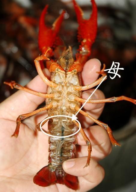 斑馬魚繁殖_繁殖斑馬魚用哪種繁殖盒_繁殖斑馬魚幾公幾母放在一起