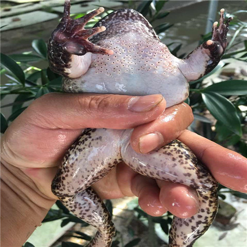 繁殖斑馬魚用哪種繁殖盒_繁殖斑馬魚幾公幾母放在一起_斑馬魚繁殖