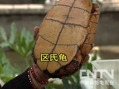 廣東草龜 陳玉昆：差不多兩百萬珍稀龜一年賺兩百萬元