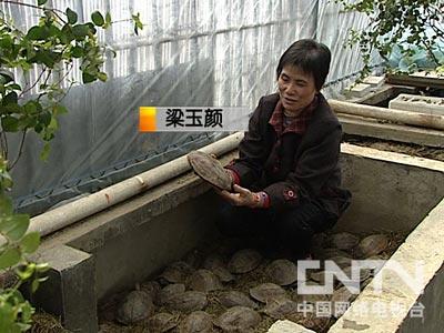 草龜廣東冬天怎么養_廣東養草龜_廣東草龜