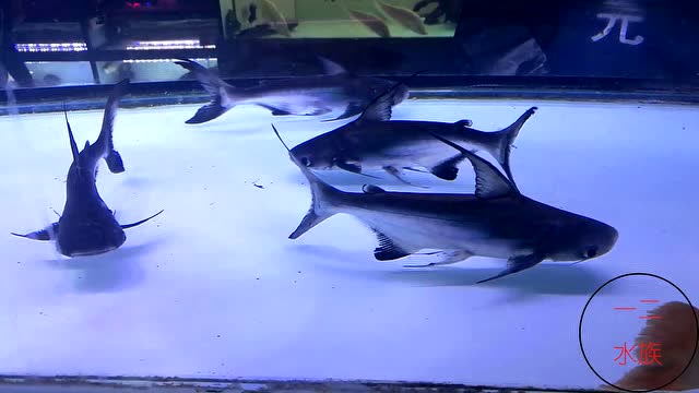 成吉思汗鯊_成吉思汗鯊魚圖片_成吉思汗鯊是保護動物嗎