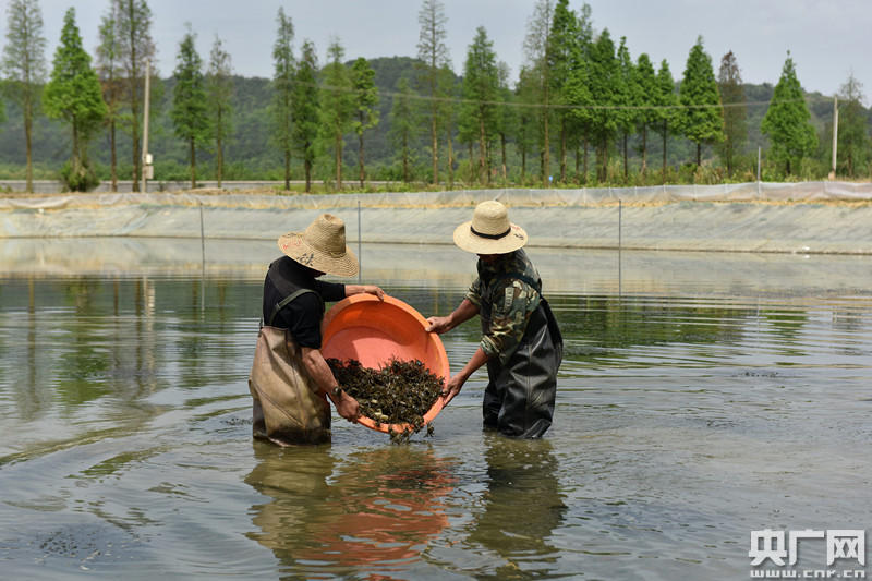 北京陽澄湖大閘蟹_盤錦大閘蟹與陽澄湖大閘蟹_大閘蟹