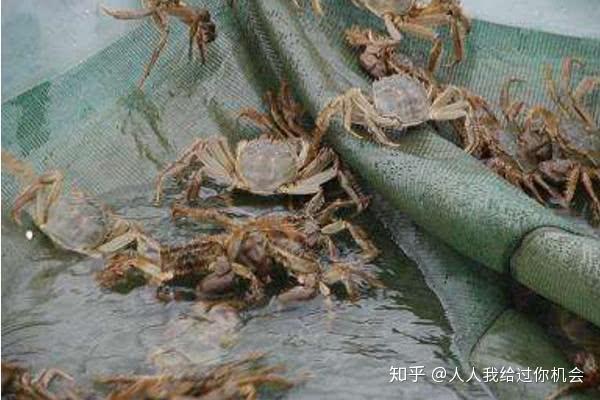 北京陽澄湖大閘蟹_大閘蟹_盤錦大閘蟹與陽澄湖大閘蟹
