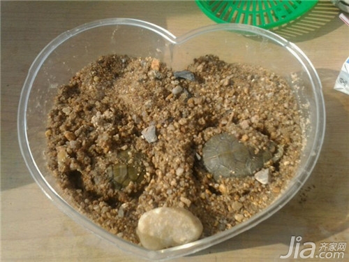 小烏龜養_小烏龜怎么養_烏龜養小鳥可以吃嗎