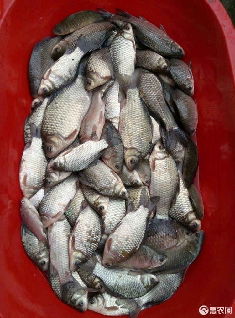 鯽魚黃金色_鯽魚黃金珠寶店_黃金鯽魚