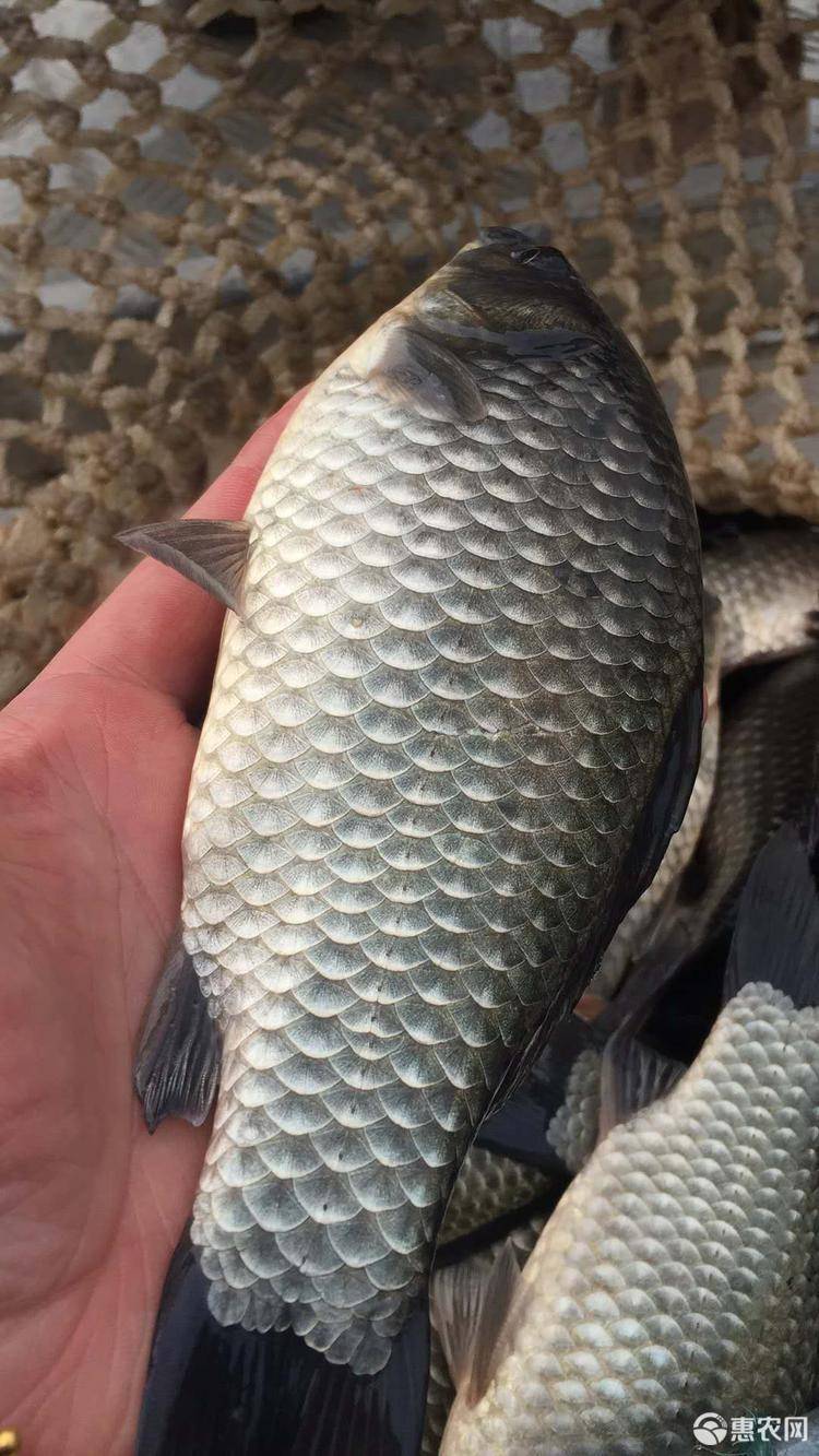 黃金鯽魚_鯽魚黃金珠寶店_鯽魚黃金色