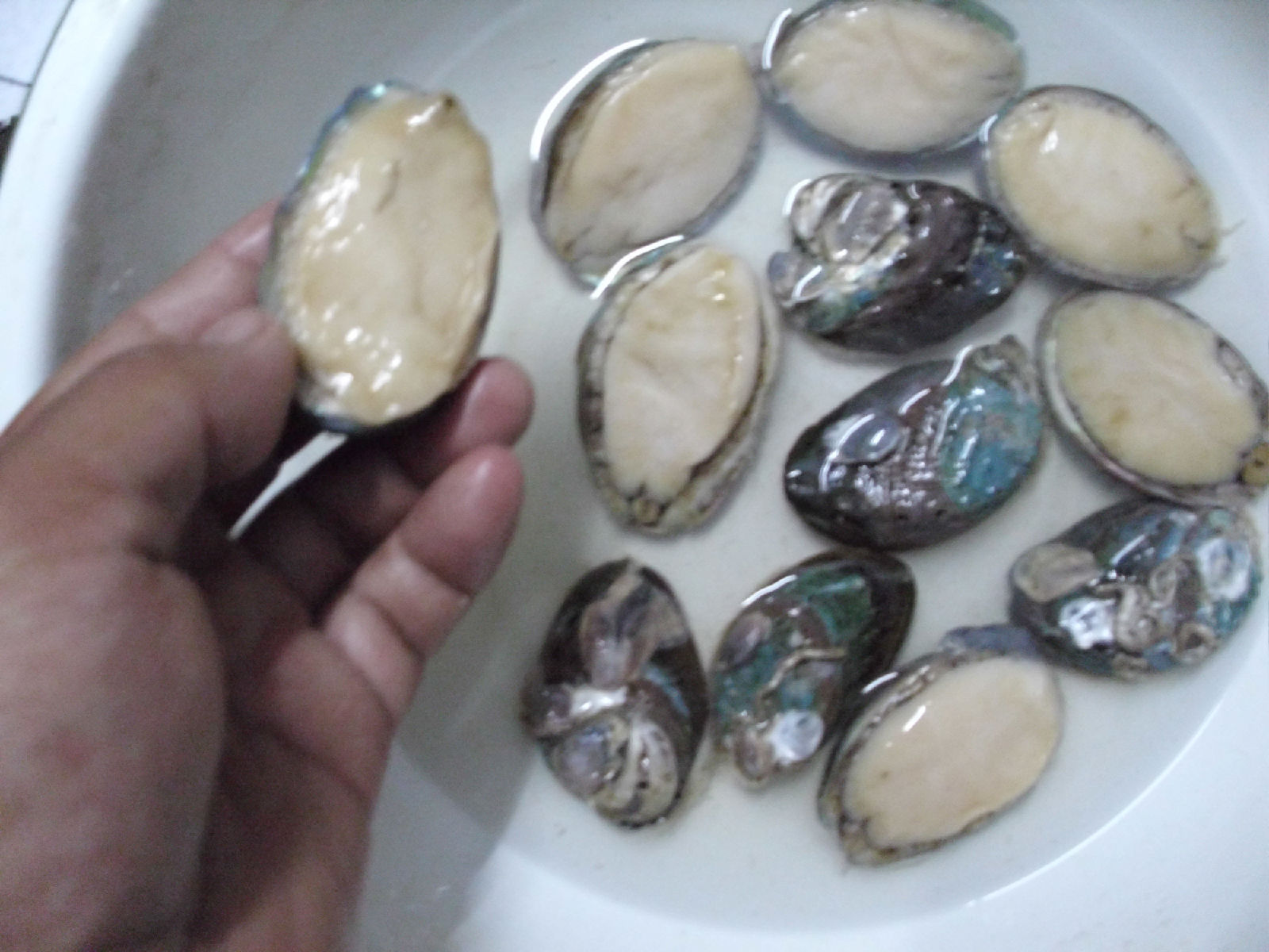 鮑魚是指人哪個部位_鮑魚是海鮮嗎_鮑魚是什么