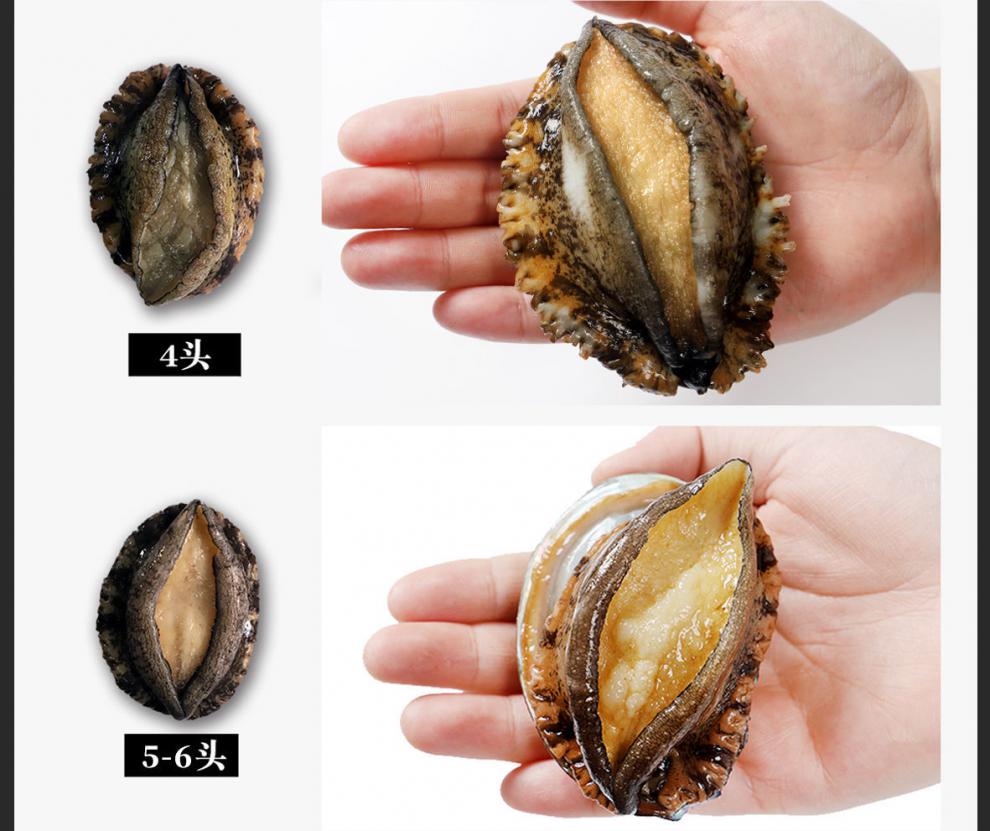 鮑魚是海鮮嗎_鮑魚是指人哪個部位_鮑魚是什么