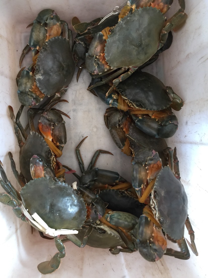 保存青蟹用咸水還是淡水_保存青蟹要解開繩子嗎_青蟹怎么保存