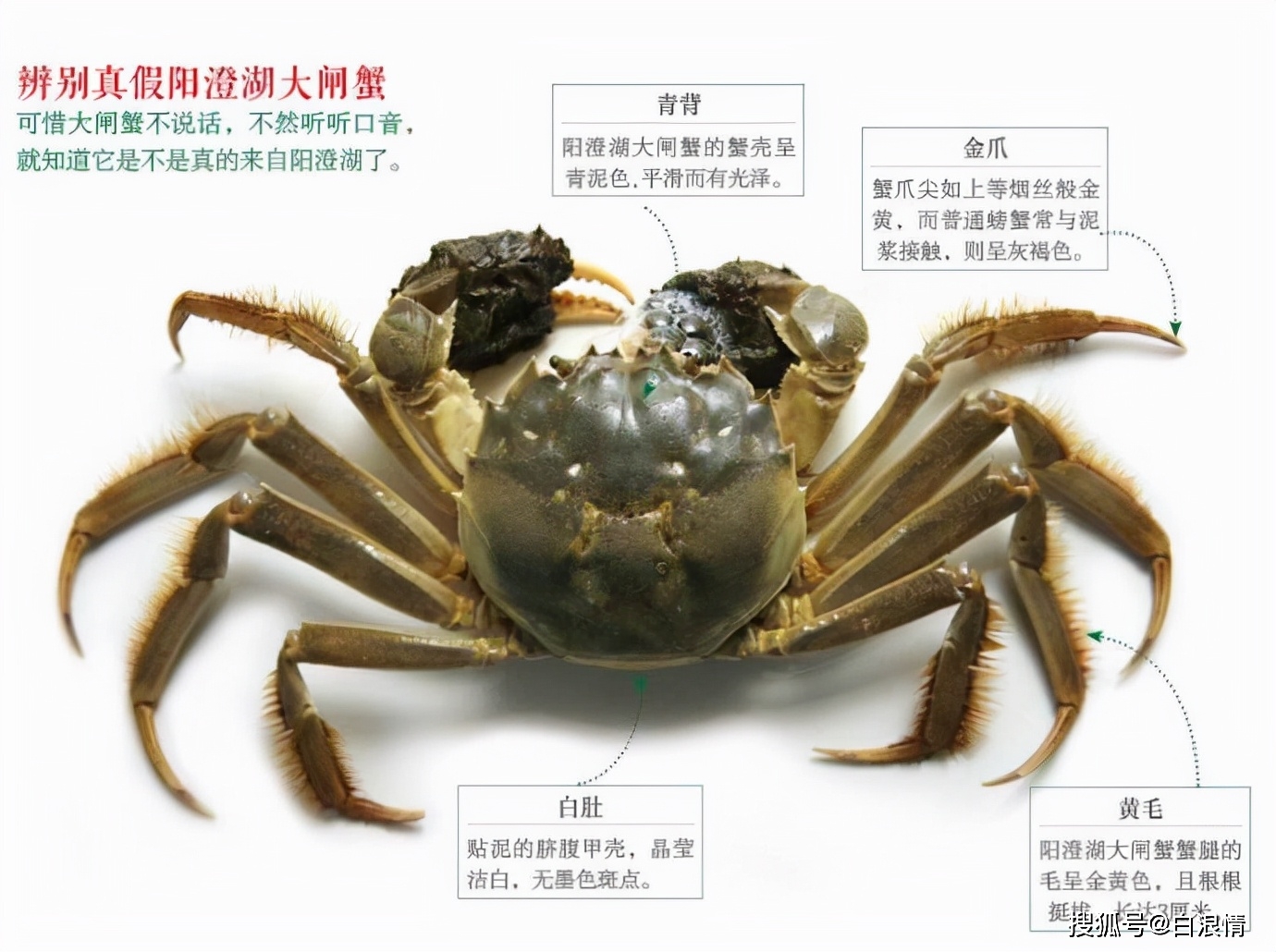 陽澄湖大閘蟹市場價_陽澄湖大閘蟹價格_陽澄湖大閘蟹價格