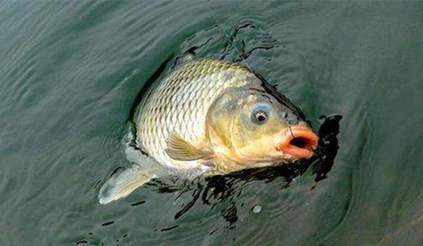 釣鯉魚秋天用什么味型_秋釣鯉魚_釣鯉魚秋天什么時間最好釣