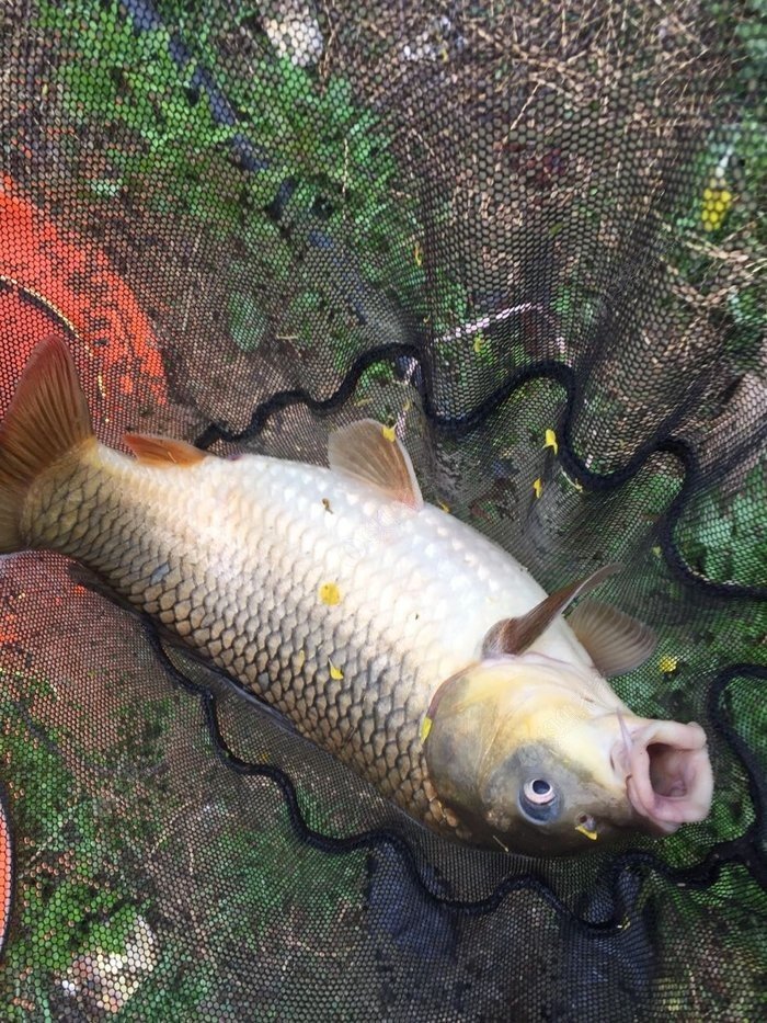 釣鯉魚秋天什么時間最好釣_秋釣鯉魚_釣鯉魚秋天用什么餌好