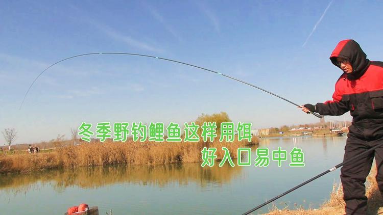 釣鯉魚秋天用什么餌好_秋釣鯉魚_釣鯉魚秋天什么時間最好釣